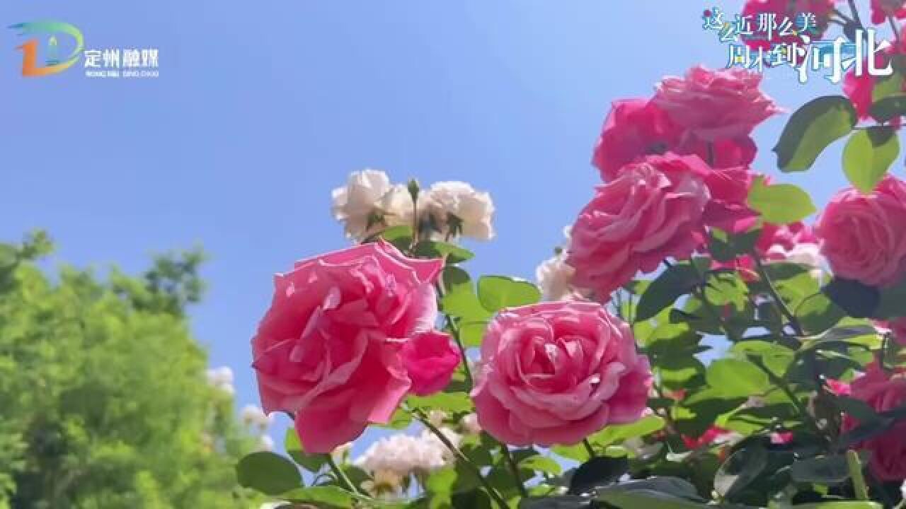 河北省保定市,定州的月季花海惊艳了初夏