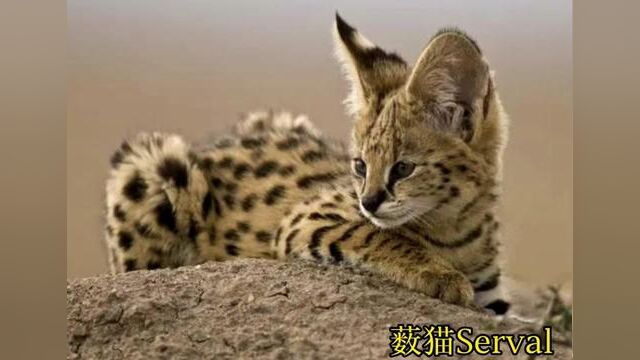 图片1、2为薮猫,图片3以后为不同代数的萨凡纳猫.