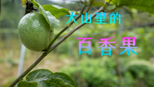 广东西部的大山多美!信宜合水镇半山住着人家,百香果满山飘香