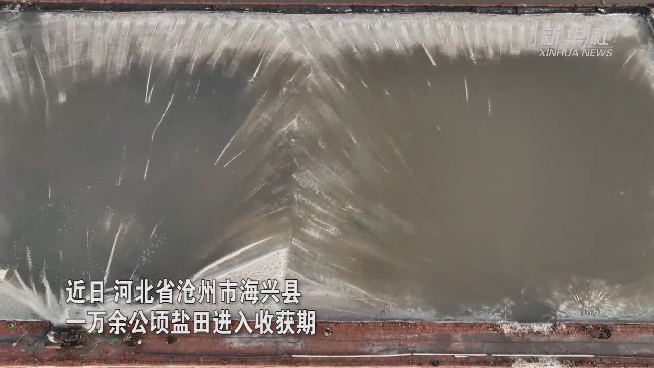 河北海兴:多彩盐田迎丰收