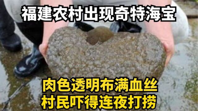 福建农村出现奇特海宝,肉色透明布满血丝,村民吓得连夜打捞