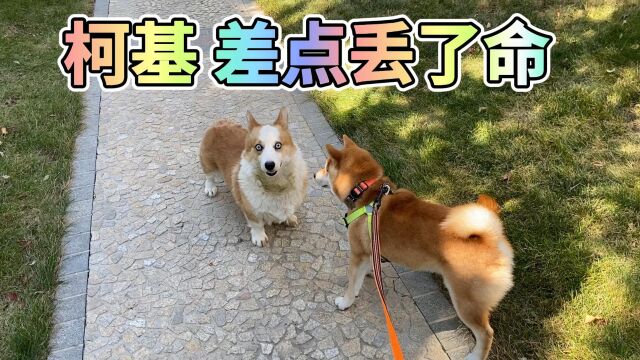 柴犬VS柯基,我差点让柯基无家可归