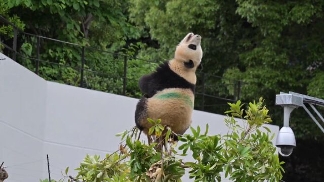 晓晓宝宝树顶撒欢吹风,完事下树温泉泡澡,这也太享受了