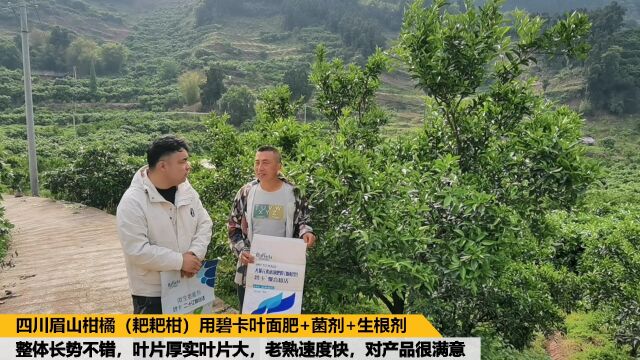 四川眉山市柑橘(耙耙柑)使用碧卡叶面肥+二十亿复合活菌剂,整体长势好