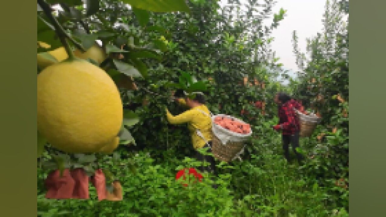 柠檬飘香 硕果累累 铜梁高楼镇700万斤柠檬新鲜上市