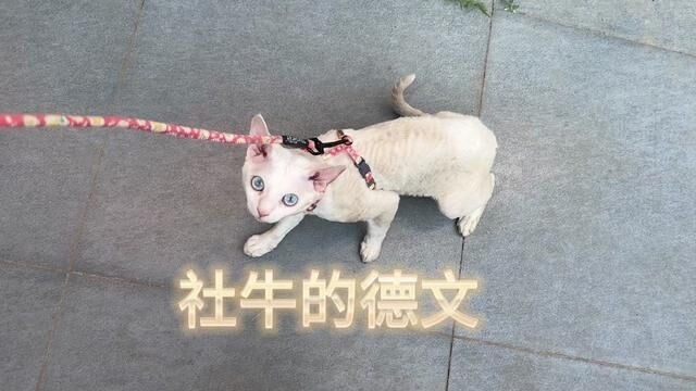 德文卷毛猫到底有多社牛#德文