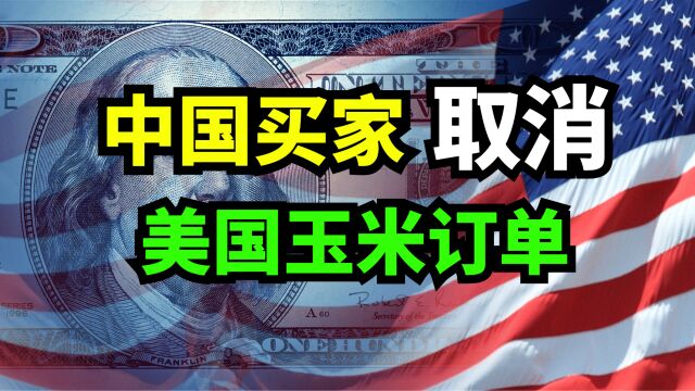 中国买家取消83.2万吨美国玉米订单!中国从美国进口的玉米多不多?