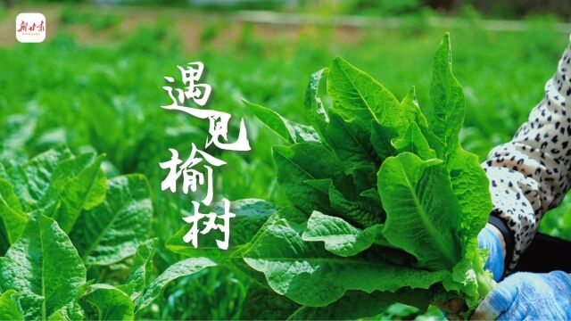 这里是甘肃ⷨ熩⑼徽县:遇见榆树