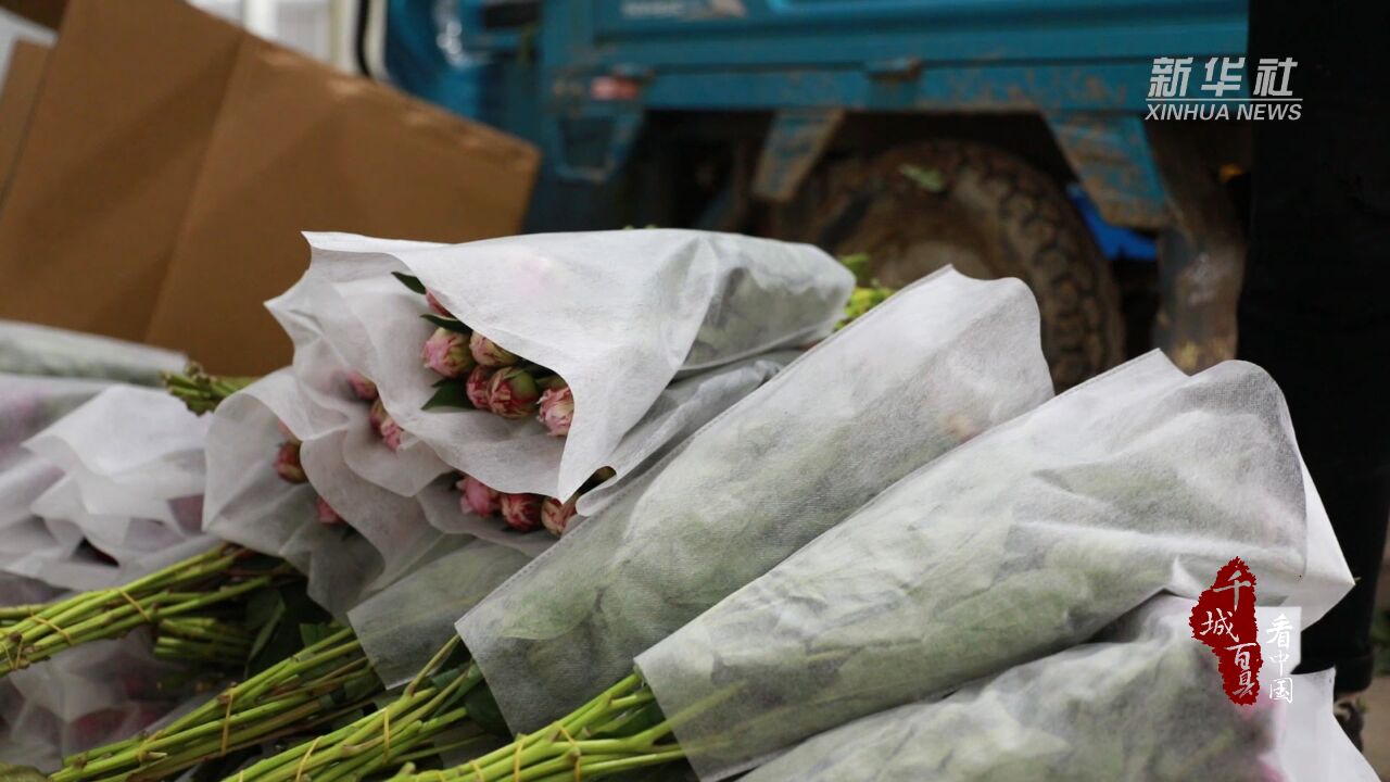 千城百县看中国|山东菏泽:芍药鲜切花走俏国内外市场