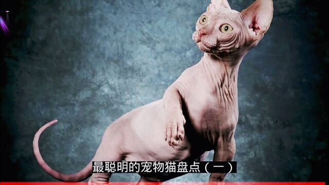 最聪明的宠物猫盘点(一)加拿大无毛猫、暹罗猫、巴厘猫