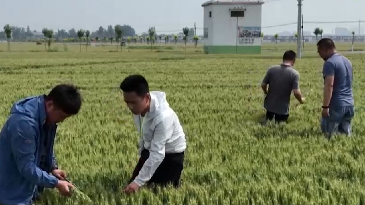 高温影响墒情,科学田管保小麦灌浆