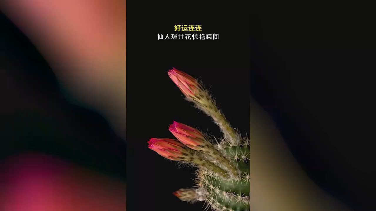 仙人球开花动人又治愈