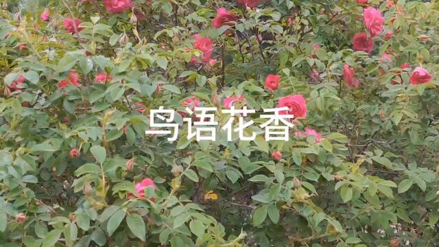 鸟语花香惹人醉,生活处处是美景