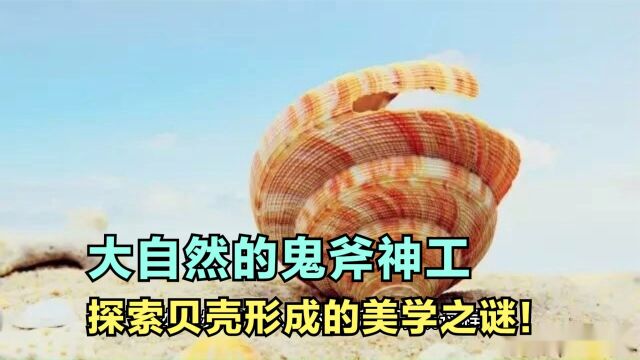 大自然的鬼斧神工,探索贝壳形成的美学之谜!