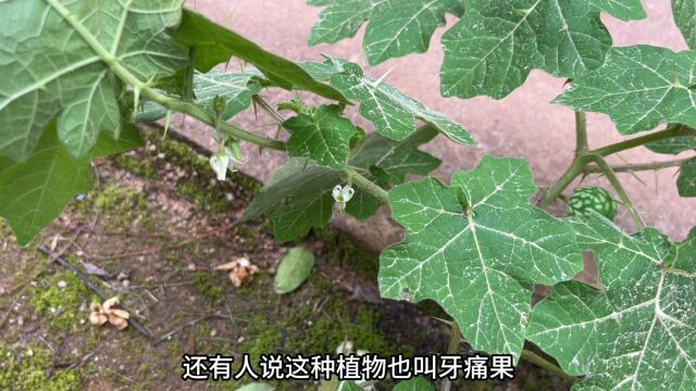 农村不起眼的“化毒草”,没想到它是“毒蛇的克星”,赶紧认识下