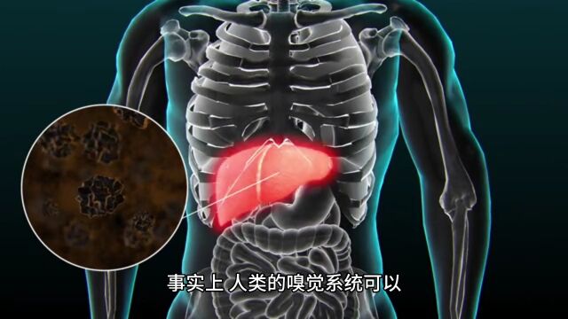 你的鼻子到底在闻什么?来了解下人类嗅觉的科学奥秘