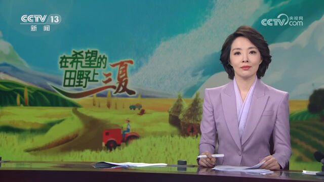 “芒种”节气来了:标志着“仲夏”正式开始 一年中农事最繁忙时节