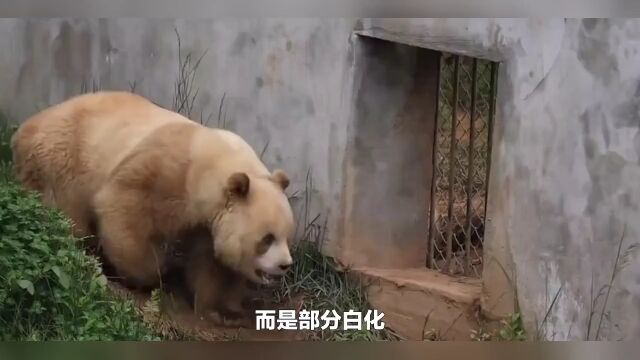 中国唯一一只金色熊猫七仔