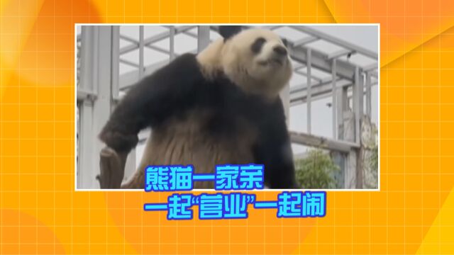 熊猫一家亲 一起“营业”一起闹