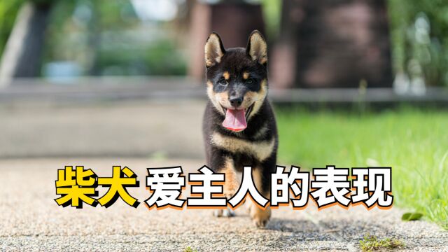 柴犬爱主人,这些行为会很明显,根本藏不住