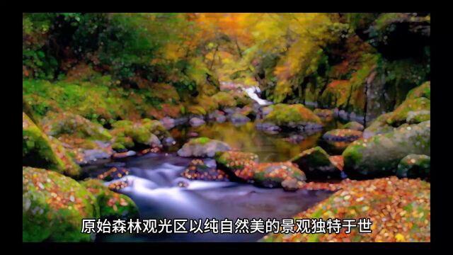 嵩县白云山原始森林