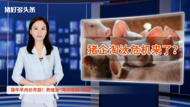 猪牛羊肉价齐跌!养殖端全面亏损,猪企面临“淘汰危机”?