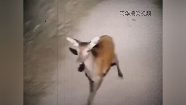 《僵尸鹿》搞笑视频