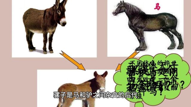 强行让母牛和公马杂交,能生下什么动物,会是牛马吗?