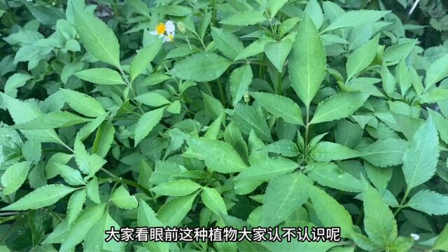 农村常见的“鬼针草”,很多人都把它当野草除掉,殊不知价值珍贵