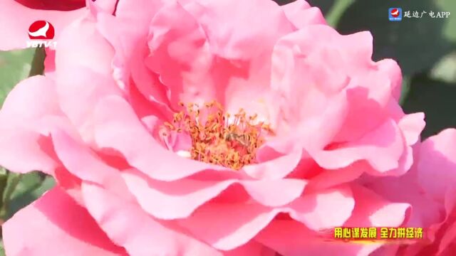 珲春:做强“花产业” 激活“花经济”