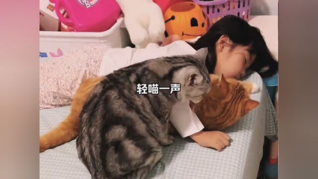 素材来源 猫咪换班陪小女孩,好暖心! #小猫可以治愈一切