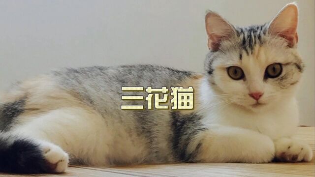 【喵星人】三花猫:中华田园猫的魅力代表