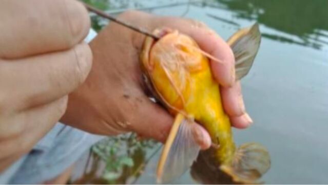 初夏手竿钓昂刺、掌握老钓鱼人说的这4点,轻轻松松钓一桶