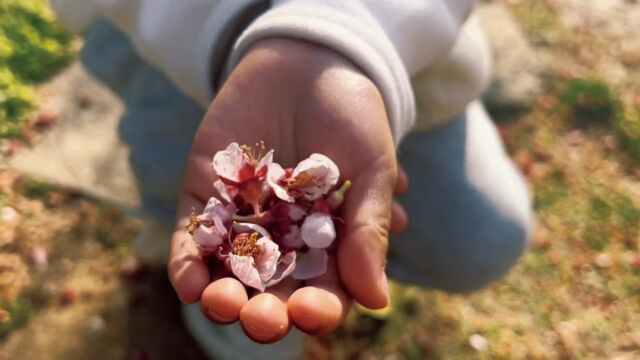 鑫幼 春日里的花 主题分享