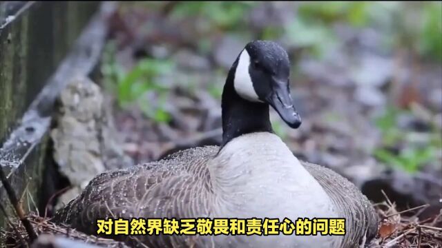 网红大雁遭游客踢中离世