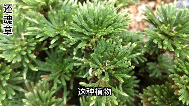 还魂草是《神农本草经》记载的古老药草,以前扒手小偷身上常备#野生植物 #奇花异草