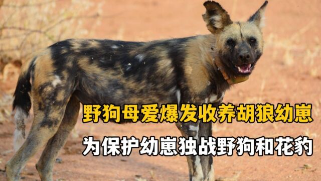 孤独野犬索罗,与仇敌鬣狗和胡狼结成盟友,并收养狼崽当做孩子