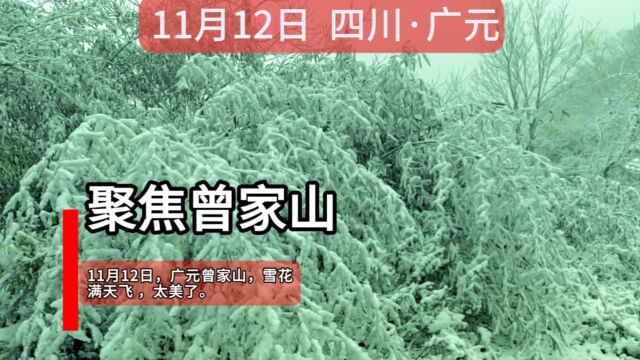 11月12日,广元曾家山,雪花满天飞 ,太美了!