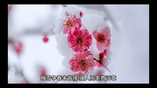 雪梅 宋 卢钺