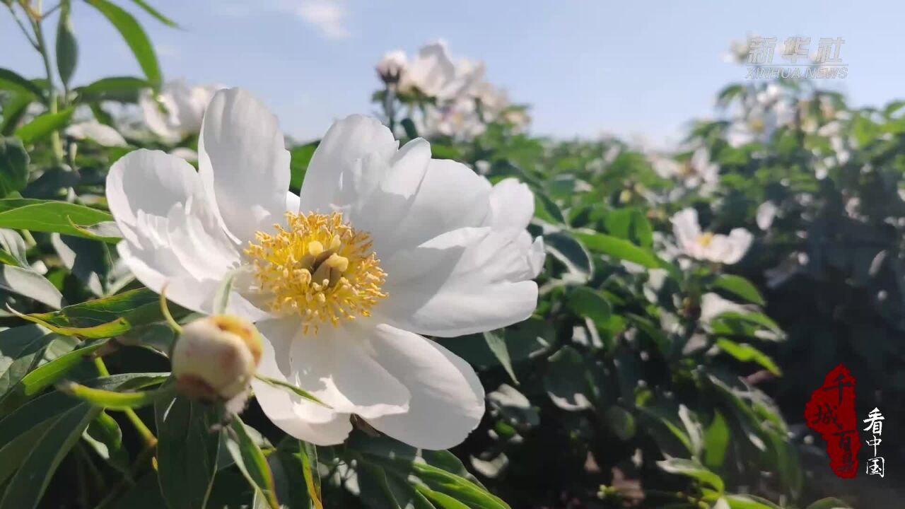 千城百县看中国|内蒙古:芍药花开 漫天花海竞芳菲