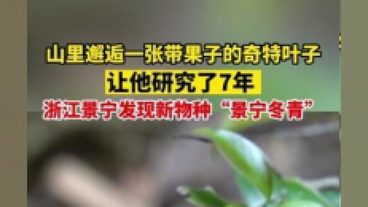 这张叶子他研究了7年,终于确定:浙江景宁发现新物种“景宁冬青”.供稿:景宁融媒体