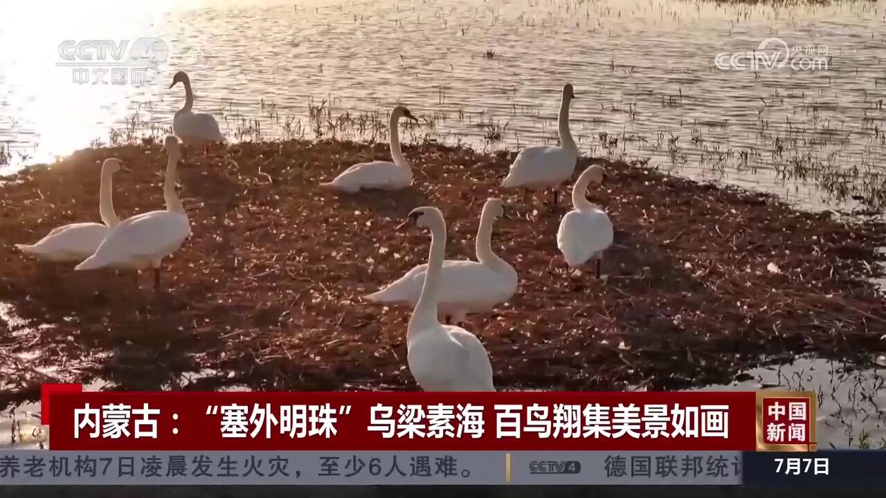 内蒙古:“塞外明珠”乌梁素海 百鸟翔集 美景如画