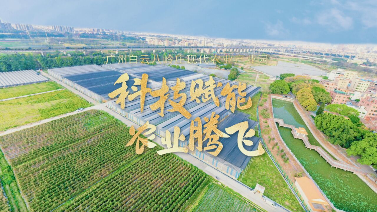 【视频】广州市白云区:用科技编织现代化“菜篮子”