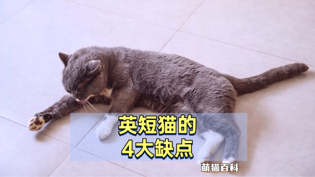 英短猫的4大“缺点”,劝退无数人!