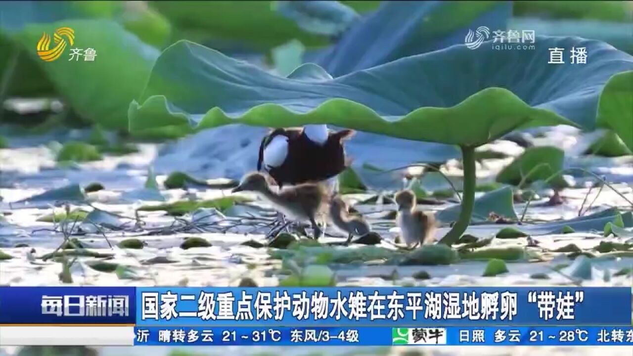 安家东平湖湿地,实拍“凌波仙子”水雉孵卵带娃场景,场面温馨