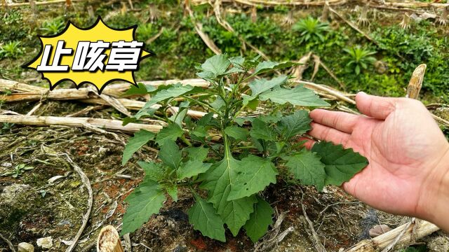 农村不起眼的“止咳草”,很多人却不认识,快来认识并了解一下吧