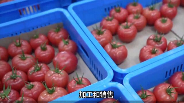 番茄酱涨价助推【冠农股份】短期筹码突破