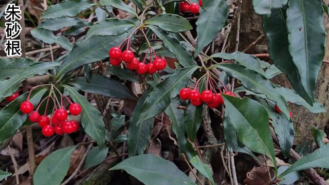 盆栽珍品朱砂根,也叫黄金万两、富贵子等等#野生植物 #大自然的馈赠 #一日一植物#大山里的原生态 #朱砂根