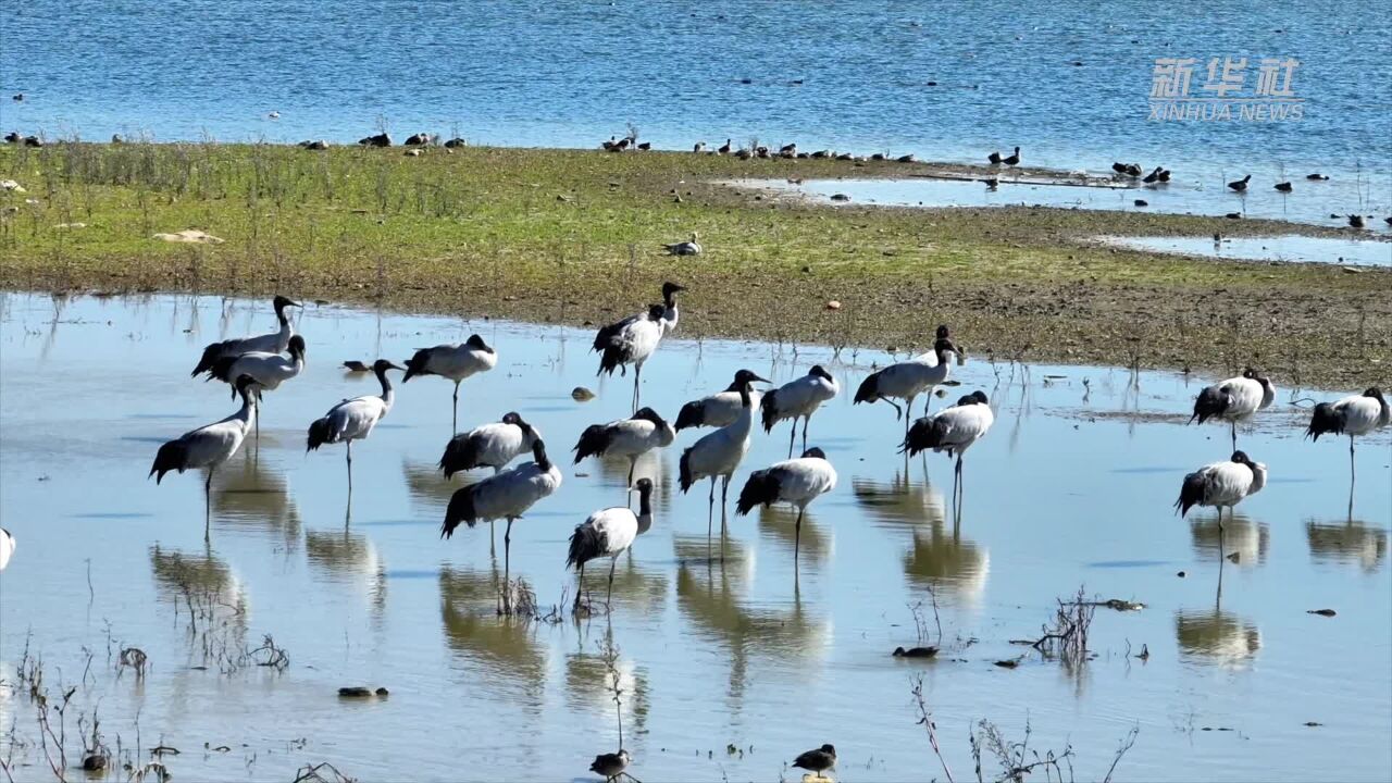 贵州草海:今年越冬黑颈鹤已超1500只 首次发现蓑羽鹤和鹈鹕