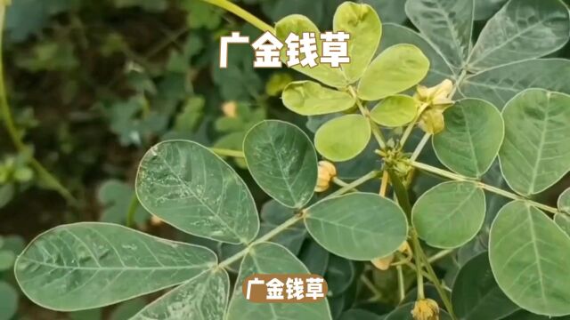 “广金钱草”日常生活小记